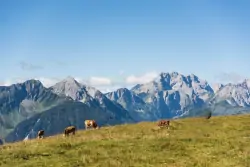 Kravy na pastvine, Chalets & Glamping Nassfeld by ALPS RESORTS, Kötschach, Rakúsko