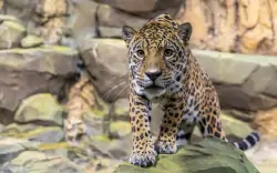 Zoo Berlin, Berlín, Nemecko