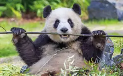 Nemecko: Návšteva ZOO Berlín s vyše 1 000 druhmi zvierat a obrovským akváriom + ubytovanie v prémiovom hoteli