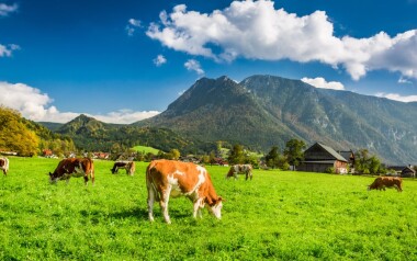 Herd of cows grazing in Alps (1)