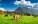 Herd of cows grazing in Alps (1)