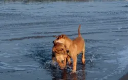 Dovolenka v Chorvátsku so psom