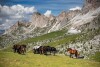 Ubytovanie v Kessler's Mountain Lodge, Naz-Sciaves BZ, Taliansko