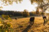 Okolie, Resort Pasečná, Přední Výtoň, južné Čechy