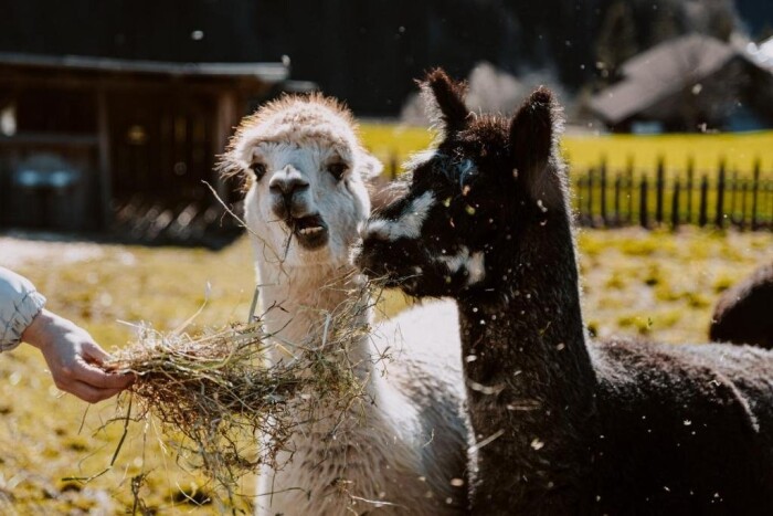 Hotel Bergschlössl ****
