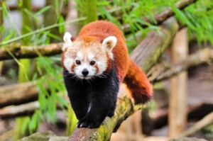 ZOO Ostrava