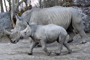Zoologická záhrada Salzburg