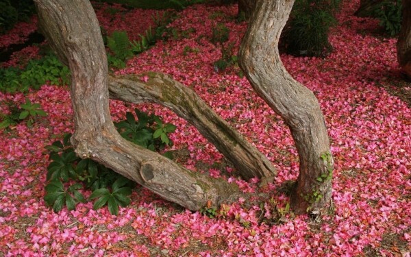 Kámoni Arboretum