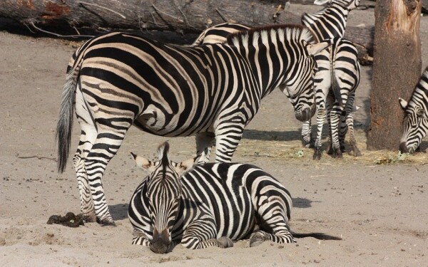 ZOO Vratislav a Afrikárium