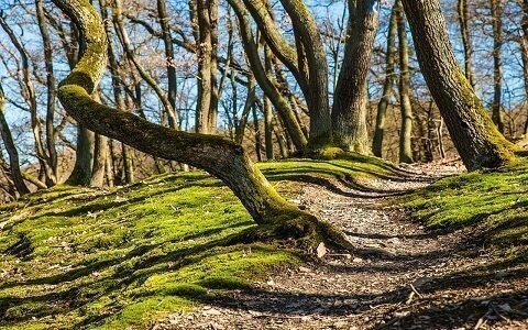 Národný park Bavorský les