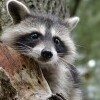 Wildpark Schloss Ortenburg