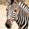 ZOO Bojnice