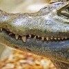 Krokodýlia zoo Protivín