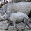 Zoologická záhrada Salzburg