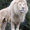 Zoo Dvorec