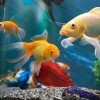 Aquarium Piran