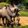 Zoologická a botanická záhrada Plzeň