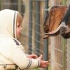 Xantus János ZOO