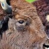Zoopark a Africké múzeum Holčovice