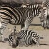 ZOO Vroclav a Afrikárium