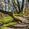 Národný park Bavorský les
