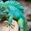ZOO a Dinosaur Park Veszprém