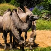 Zoologická a botanická záhrada Plzeň