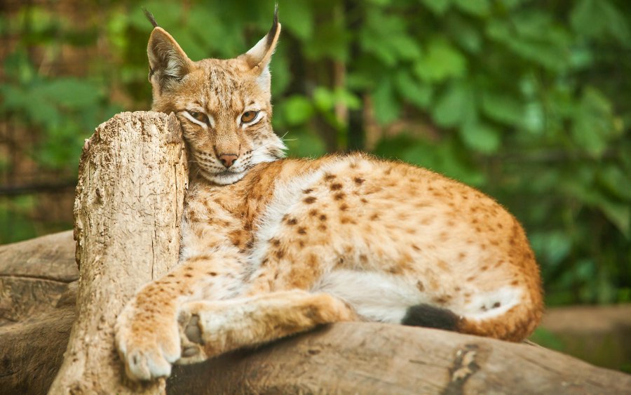 Objavte to NAJ z Česka: 10 NAJkrajších zoologických záhrad + 4 tajné tipy